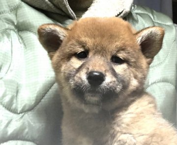 柴犬(標準サイズ)【埼玉県・女の子・2020年11月25日・赤】の写真「両親遺伝子検査クリア犬、お父さんチャンピオン犬」