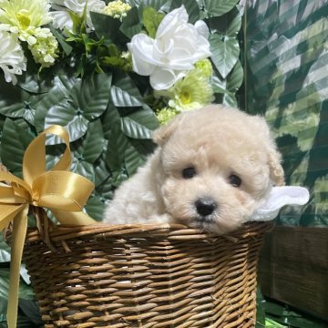 トイプードル(ティーカップ)【埼玉県・男の子・2024年4月9日・クリーム】の写真「ワクチン接種、マイクロチップ、健康診断全て込み価格」