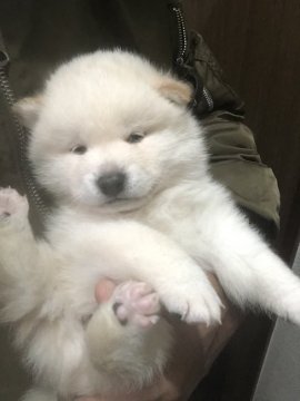 柴犬(標準サイズ)【埼玉県・男の子・2020年10月29日・白】の写真「愛らしく鼻も黒く可愛い子です。」