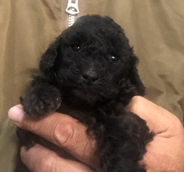 トイプードル(トイ)【埼玉県・男の子・2020年11月27日・シルバー】の写真「とても可愛いシルバーの男の子」