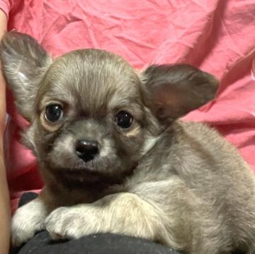 チワワ(ロング)【埼玉県・男の子・2022年7月24日・フォーン】の写真「両親遺伝子検査クリア犬、名血統」