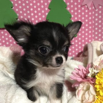 チワワ(ロング)【埼玉県・男の子・2022年10月24日・トライカラー(ブラック、タン&ホワイト)】の写真「両親遺伝子検査クリア犬、名血統」