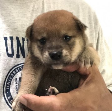 柴犬(標準サイズ)【埼玉県・男の子・2020年6月4日・赤 男の子】の写真「両親遺伝子検査クリア犬です。、」