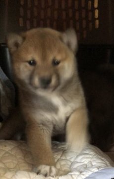 柴犬(標準サイズ)【埼玉県・女の子・2019年1月31日・赤】の写真「お父さん、お母さんの性格が良い」