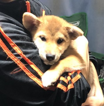 柴犬(標準サイズ)【埼玉県・女の子・2020年7月14日・赤】の写真「両親JKCチャンピオン、両親遺伝子検査クリア」