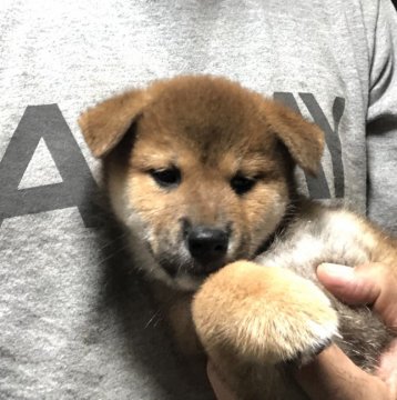 柴犬(標準サイズ)【埼玉県・男の子・2020年7月14日・赤】の写真「両親JKCチャンピオン、両親遺伝子検査クリア」