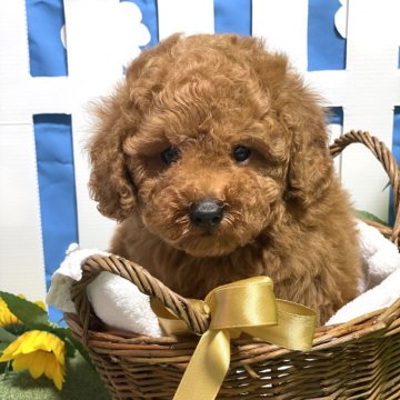 トイプードル(トイ)【埼玉県・男の子・2024年5月20日・レッド】の写真「両親遺伝子検査クリア犬。。」