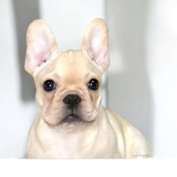 フレンチブルドッグ【埼玉県・女の子・2024年6月13日・クリーム】の写真「両親遺伝子検査クリア犬、父親JKCチャンピオン犬」
