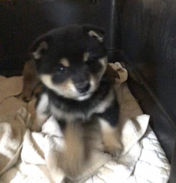 柴犬(標準サイズ)【埼玉県・女の子・2020年3月5日・黒】の写真「三代豆柴犬認定犬」