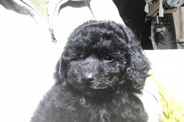 トイプードル(トイ)【埼玉県・女の子・2020年11月27日・ブラック】の写真「穏やかで健全です。」