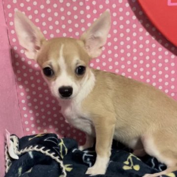 チワワ(スムース)【埼玉県・男の子・2022年12月21日・フォーン&ホワイト】の写真「両親遺伝子検査クリア犬、少し大きめ」