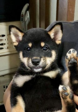 柴犬(標準サイズ)【埼玉県・女の子・2019年7月8日・黒柴】の写真「歯がアンダーになった為　金額を下げました。」