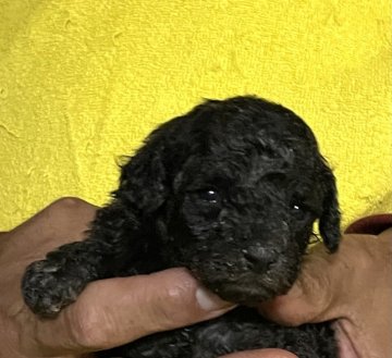 トイプードル(タイニー)【埼玉県・男の子・2021年9月28日・シルバー】の写真「お父さんJKCチャンピオン犬、お母さん名血統」