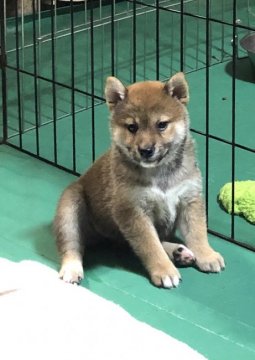 柴犬(標準サイズ)【埼玉県・女の子・2020年8月25日・赤】の写真「両親遺伝子検査クリア犬、お父さんJKCチャンピオン」