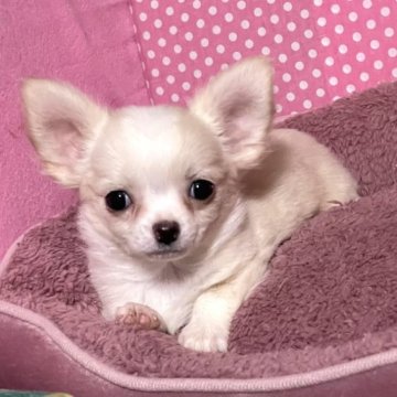 チワワ(ロング)【埼玉県・女の子・2022年10月24日・ホワイト&フォーン】の写真「両親遺伝子検査クリア犬、両親名血統。」