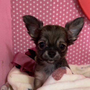 チワワ(ロング)【埼玉県・女の子・2023年2月26日・フォーン】の写真「両親遺伝子検査クリア犬、名血統。」