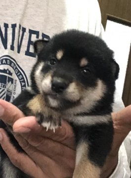 柴犬(標準サイズ)【埼玉県・女の子・2020年6月4日・黒】の写真「両親遺伝子検査クリア犬。両親性格が穏やかです。」