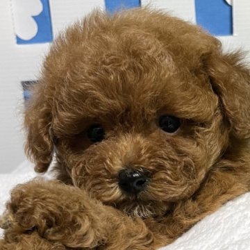 トイプードル(タイニー)【埼玉県・女の子・2024年5月20日・レッド】の写真「両親遺伝子検査クリア犬」