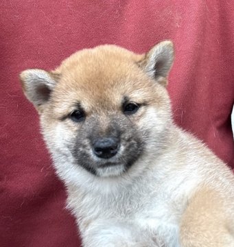 柴犬(豆柴)【埼玉県・男の子・2021年9月9日・赤】の写真「両親三代豆柴協会認定犬、両親遺伝子検査クリア犬。」