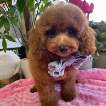 トイプードル(トイ)【埼玉県・男の子・2022年9月20日・レッド】の写真「両親遺伝子検査クリア犬　穏やかな男の子」