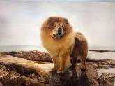 チャウチャウ【埼玉県・男の子・2018年12月8日・レッド】の写真4