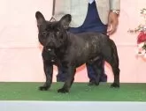 フレンチブルドッグ【埼玉県・女の子・2023年10月27日・ブリンドル】の写真5「お父さんJKCチャンピオン犬」