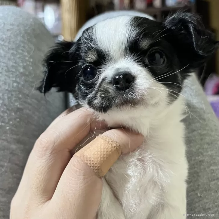 チワワ(ロング)【京都府・女の子・2025年9月14日・ホワイト&amp;ブラック】の写真1