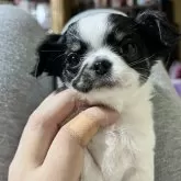 チワワ(ロング)