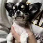 チワワ(ロング)