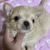 チワワ(ロング)