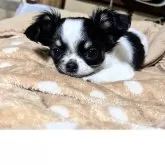 チワワ(ロング)