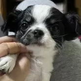 チワワ(ロング)【京都府・女の子・2025年9月14日・ホワイト&ブラック】の写真3