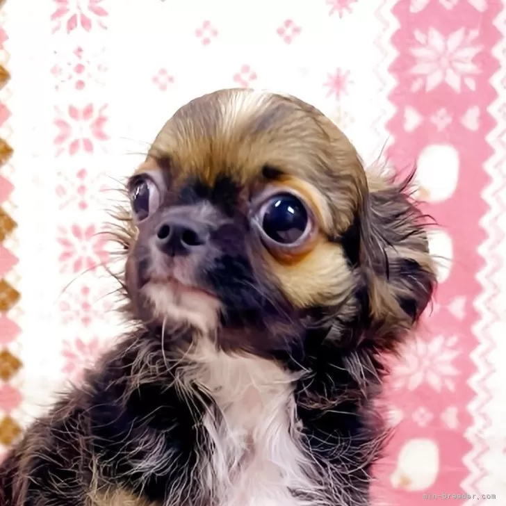 ID:2504-04171の子犬