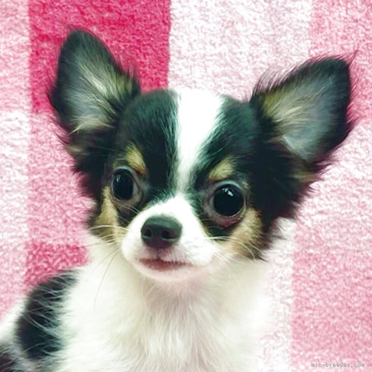 ブリーダー画像