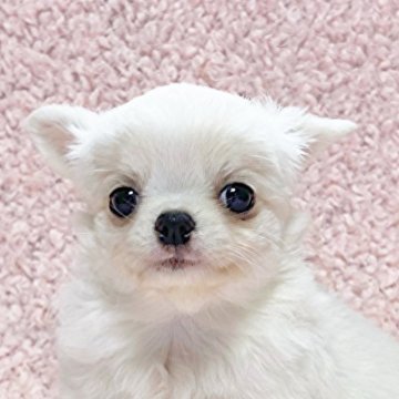チワワ(ロング)【東京都・女の子・2025年9月25日・ホワイト】の写真「美形な女の子」
