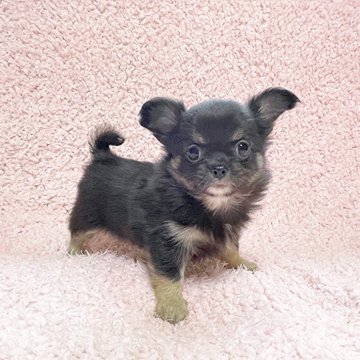 チワワ(ロング)【東京都・男の子・2025年9月27日・ブラック&タン】の写真「将来イケメンくん」