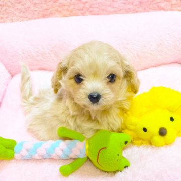 チワプー(チワワ×トイプードル)【東京都・男の子・2025年1月29日・クリーム】の写真「可愛すぎるチビッコ♡」