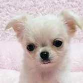 チワワ(ロング)