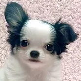 チワワ(ロング)