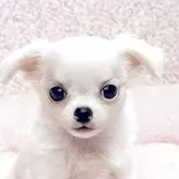 チワワ(ロング)