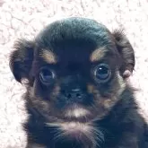 チワワ(ロング)【東京都・男の子・2025年9月27日・ブラック&タン】の写真1