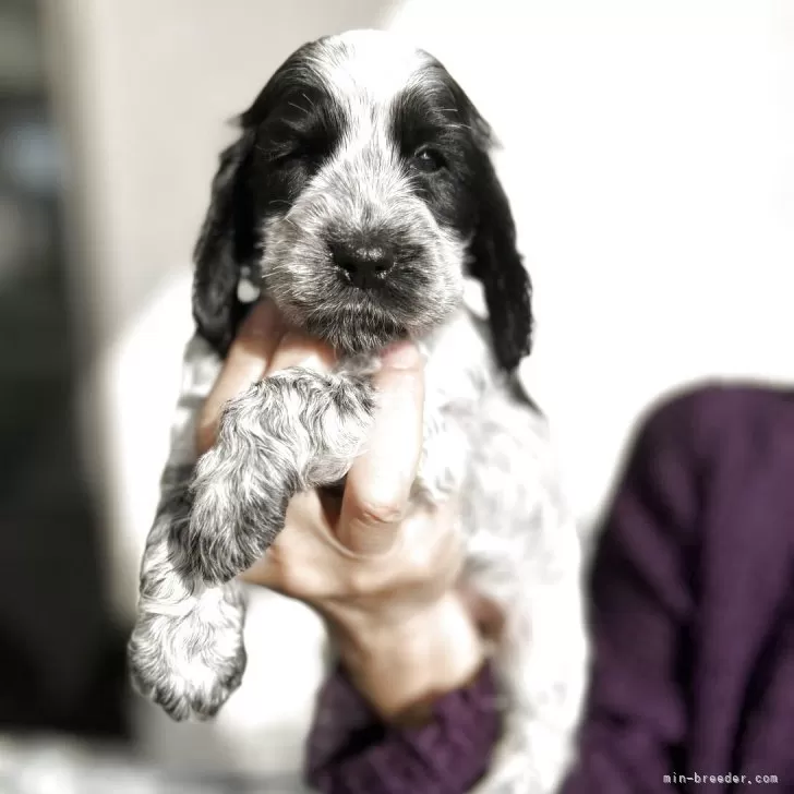 S.A 様のお迎えした子犬