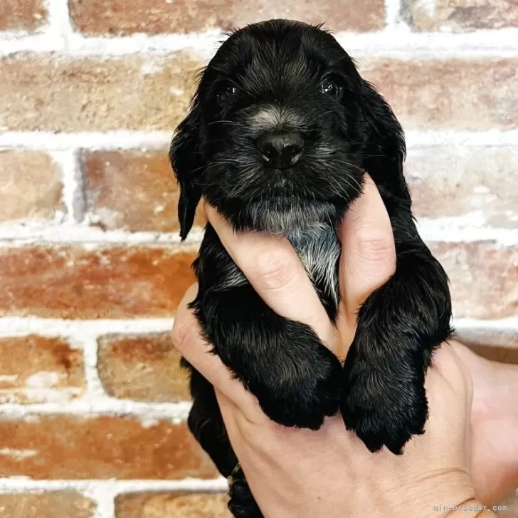 ID：2512-00236の子犬