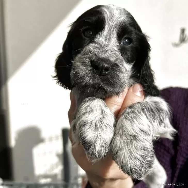 G.K 様のお迎えした子犬