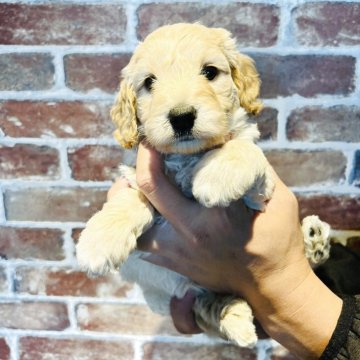 コッカプー(トイプードル×アメリカンコッカースパニエル)【兵庫県・男の子・2025年9月24日・クリーム】の写真「とっても可愛いインギーとのハーフ君です❣️」