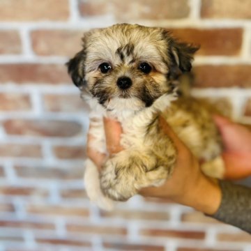 チワマル(チワワ×マルチーズ)【兵庫県・女の子・2024年9月5日・セーブルホワイト】の写真「愛らしいおめめの大きな可愛い子ちゃん❣️素敵レディ」