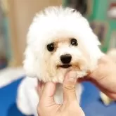 ビションフリーゼ