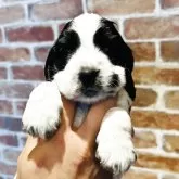 イングリッシュコッカースパニエル【兵庫県・女の子・2025年3月19日・ブラックホワイト】の写真1