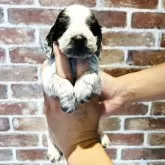 イングリッシュコッカースパニエル