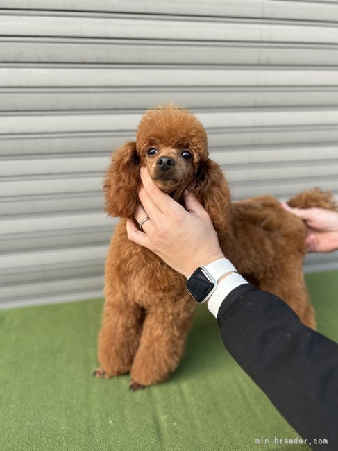 トイプードル(トイ)【・男の子・2024年7月10日・レッド】